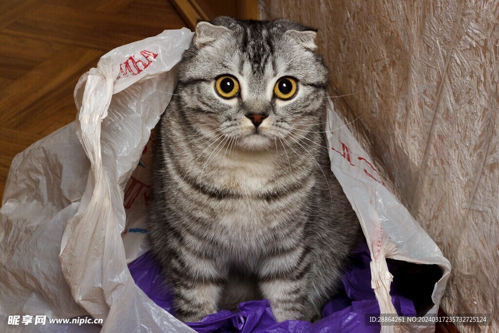 猫猫