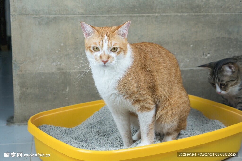 猫猫