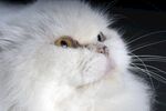猫猫
