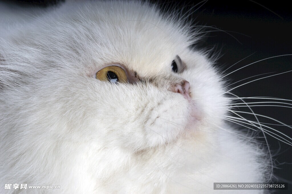 猫猫