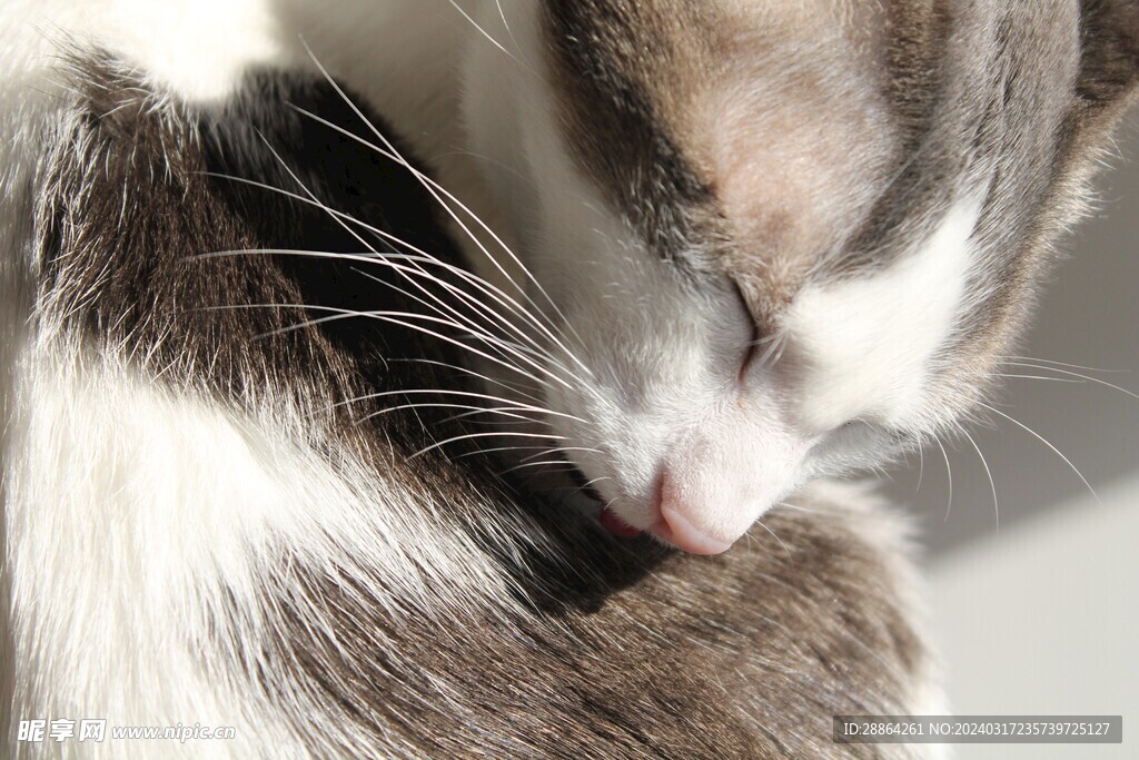 猫猫
