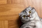 猫猫