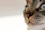猫猫