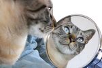 猫猫