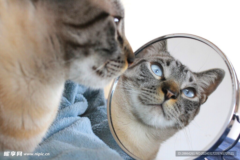 猫猫