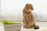 猫猫