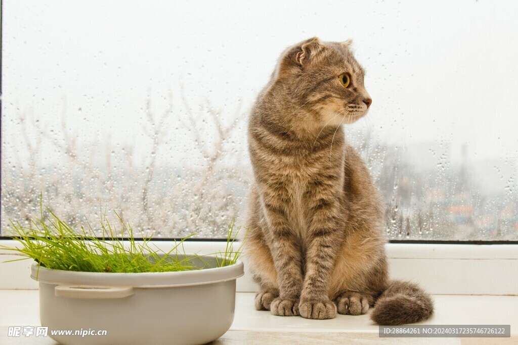猫猫