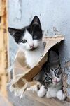 猫猫