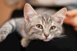 猫猫