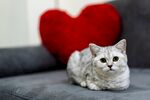 猫猫