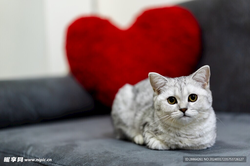 猫猫