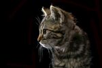 猫猫