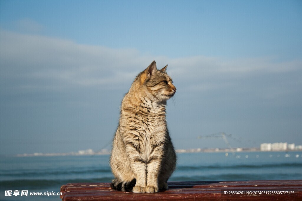 猫猫