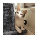 猫猫