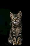 猫猫