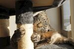 猫猫
