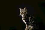 猫猫
