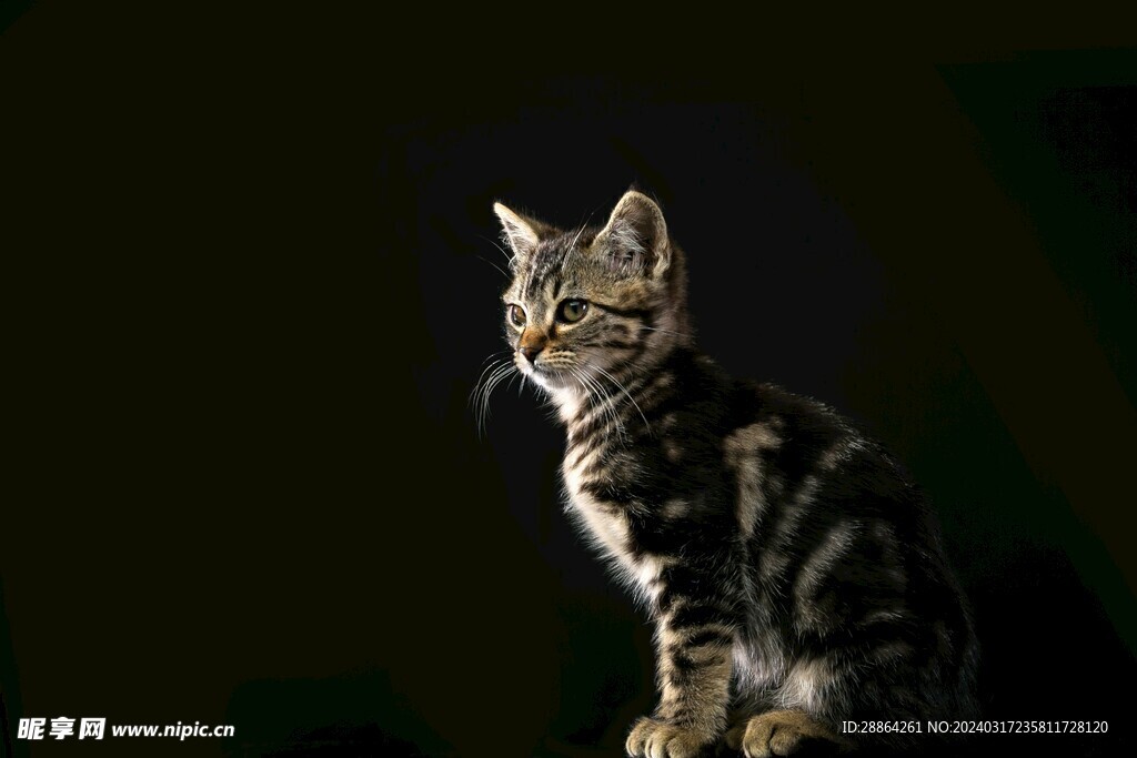 猫猫