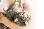猫猫