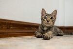 猫猫