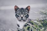 猫猫