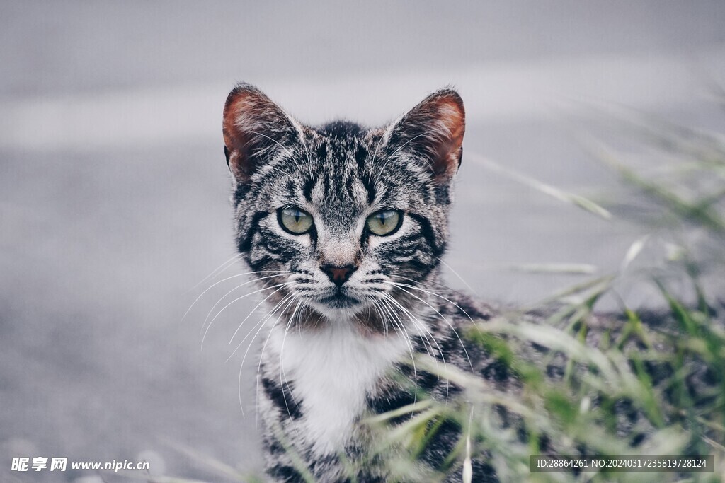 猫猫