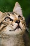 猫猫
