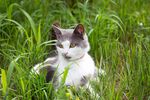 猫猫