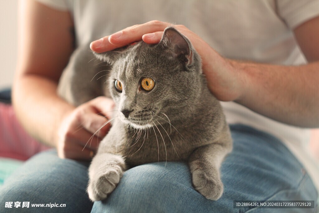 猫猫