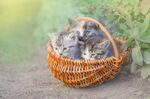 猫猫