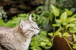 猫猫