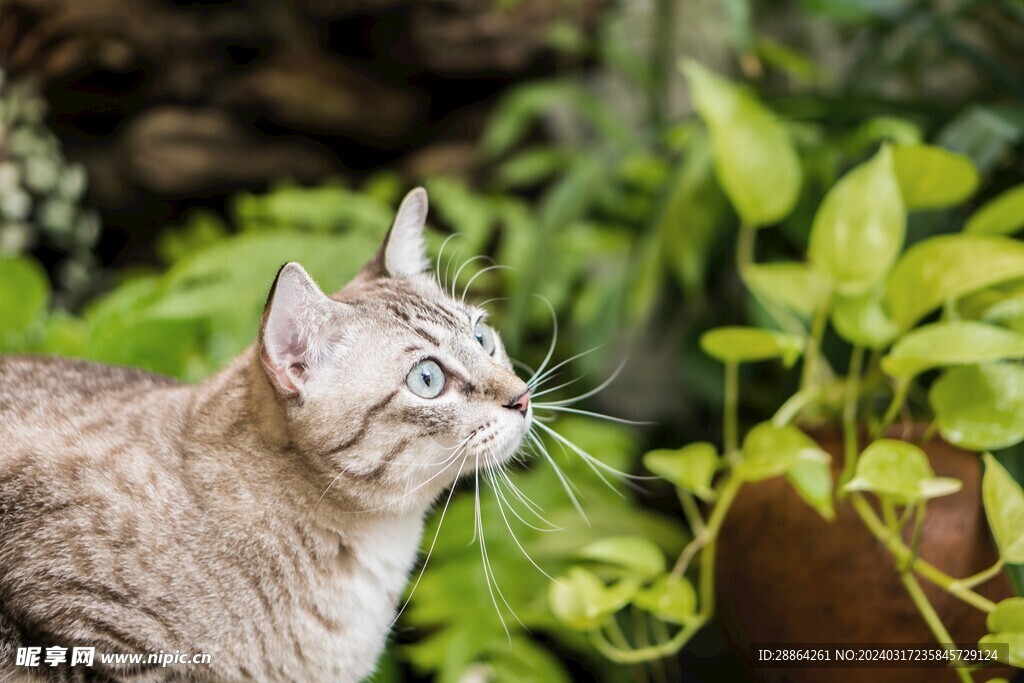 猫猫