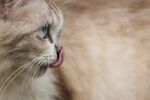 猫猫
