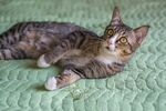 猫猫