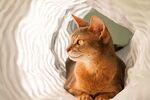 猫猫