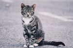 猫猫