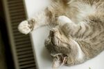 猫猫