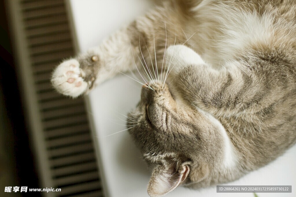 猫猫