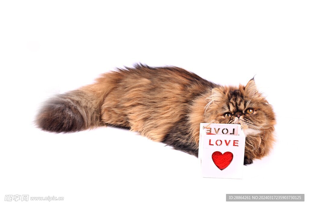 猫猫