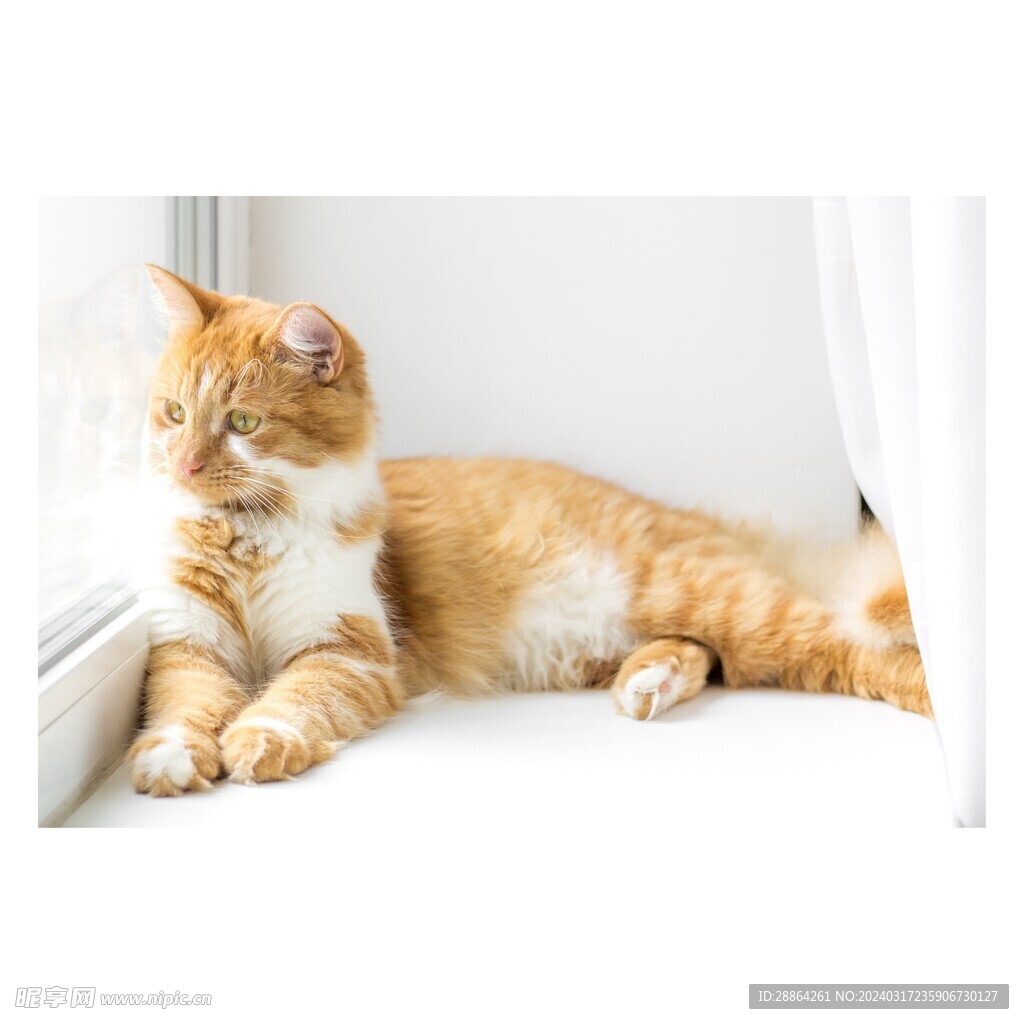 猫猫