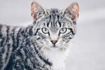 猫猫