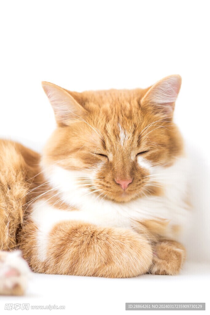 猫猫