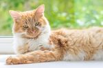 猫猫