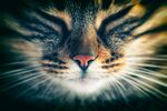 猫猫