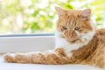 猫猫