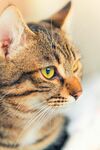 猫猫