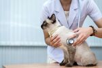 猫猫