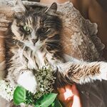 猫猫