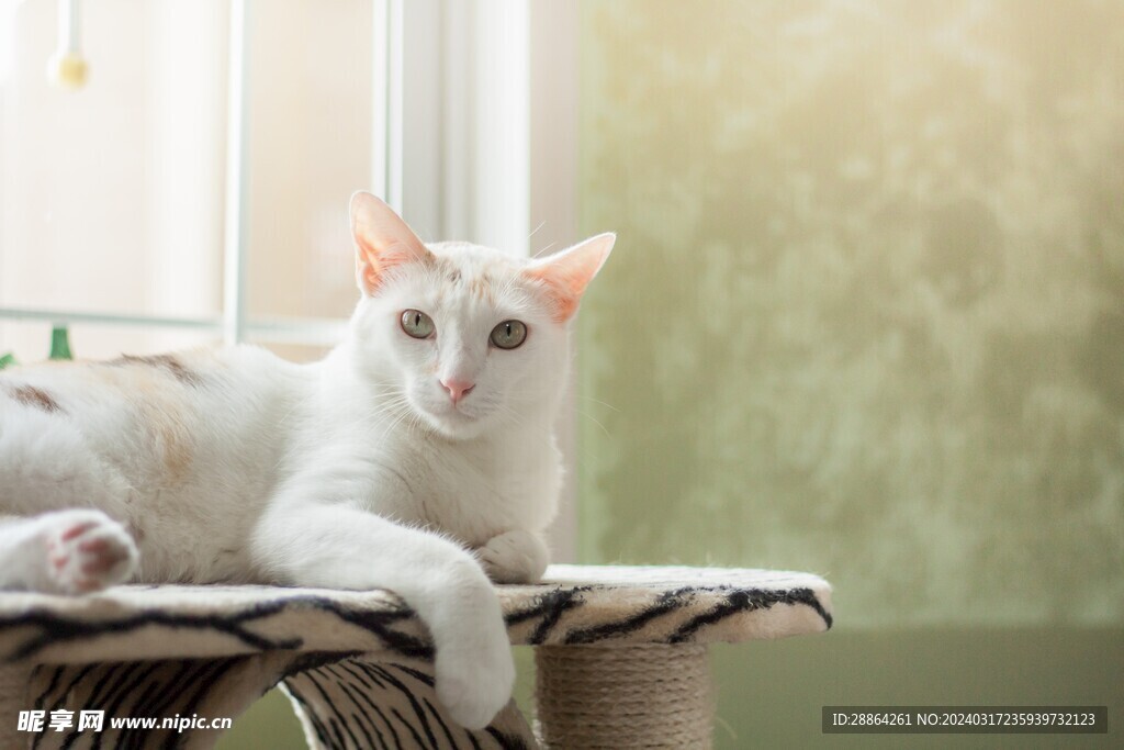 猫猫