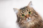 猫猫